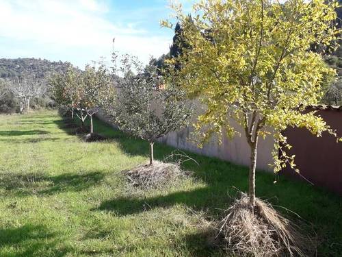 imagen 1 de Venta de finca con caseta en Mancor del Valle (Mallorca)