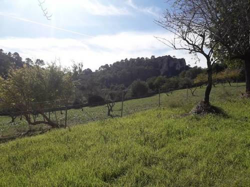 imagen 2 de Venta de finca con caseta en Mancor del Valle (Mallorca)