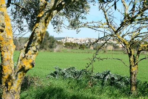 imagen 1 de Venta de finca en Montuiri (Mallorca)