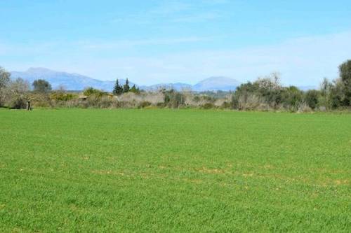 imagen 1 de Venta de finca en Montuiri (Mallorca)