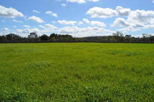 imagen 1 de Venta de parcela en Inca (Mallorca)