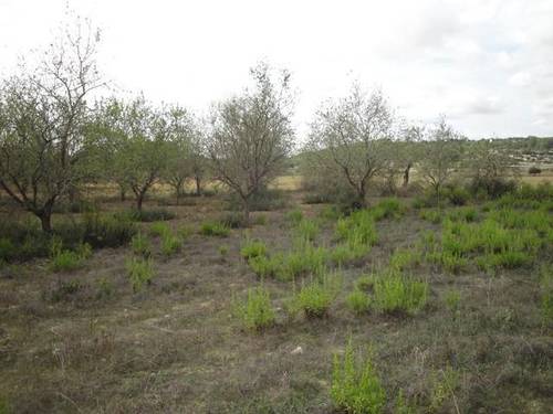 imagen 1 de Venta de finca entre Montuiri y Porreras (Mallorca)