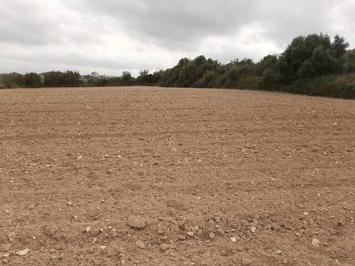 imagen 3 de Venta de finca en Santa Margalida/Margalita (Mallorca)