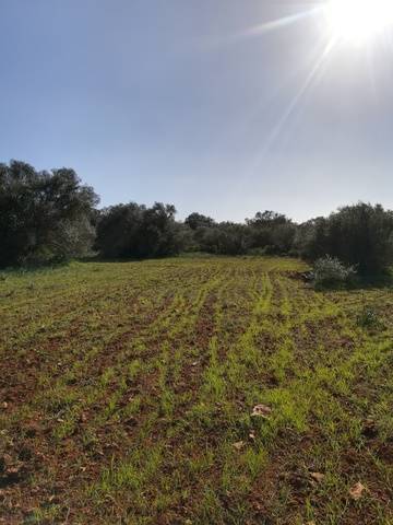 imagen 2 de Venta magnífica finca en Campos (Mallorca)