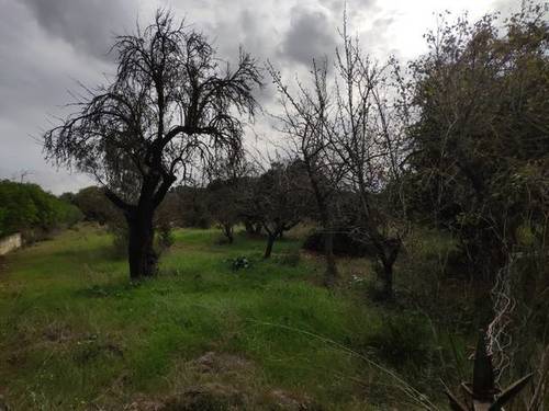 imagen 1 de Venta de parcela en Búger (Mallorca)