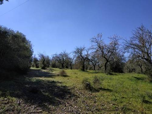 imagen 1 de Venta de finca con caseta en Llubí (Mallorca)