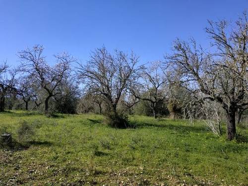 imagen 1 de Venta de finca con caseta en Llubí (Mallorca)