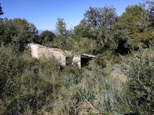 imagen 3 de Venta de finca con caseta en Llubí (Mallorca)