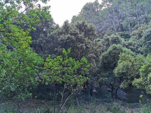 imagen 3 de Venta de manífica finca de capricho en Puigpuñent/Puigpunyent (Mallorca)