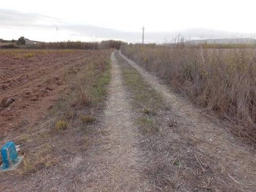 imagen 2 de Venta de finca con caseta y pozo en Petra (Mallorca)