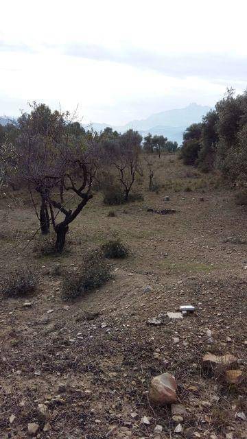 imagen 2 de Venta de olivar con vistas a Monserrat en Manresa (Barcelona)
