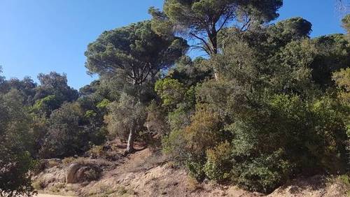 imagen 1 de Venta de finca en Sant Cebrià de Vallalta/ San Cipriano de Vallalta (Barcelona)
