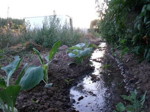 imagen 3 de Venta de huerto en San Medel (Burgos)