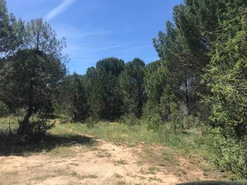 imagen 2 de Venta de pinar en Gumiel de Izán (Burgos)