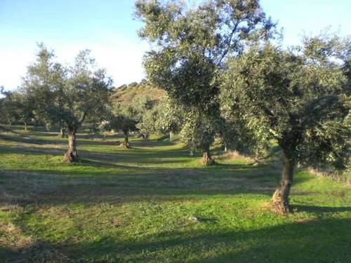 imagen 1 de Venta de finca con olivos y viña en Cañamero (Cáceres)
