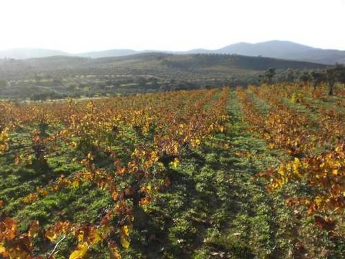 imagen 1 de Venta de finca con olivos y viña en Cañamero (Cáceres)