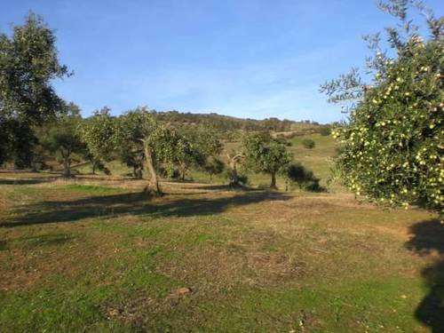 imagen 3 de Venta de finca con olivos y viña en Cañamero (Cáceres)