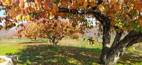 imagen 1 de Venta de finca de cerezos en Torremenga (Cáceres)