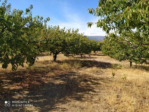 imagen 3 de Venta de finca de cerezos en Torremenga (Cáceres)