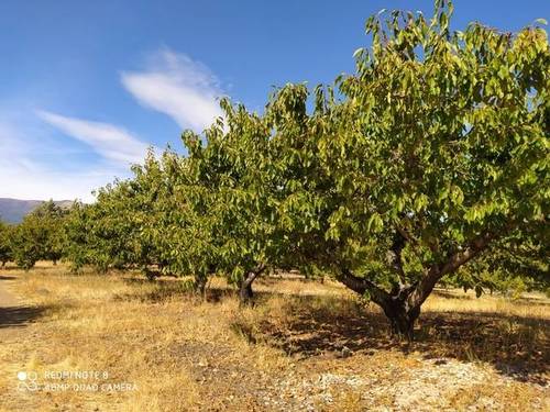imagen 2 de Venta de finca de cerezos en Torremenga (Cáceres)