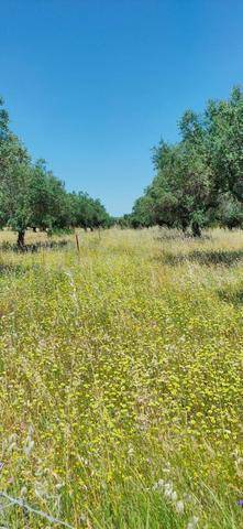 imagen 1 de Venta de fincas en Valencia de Alcántara (Cáceres)