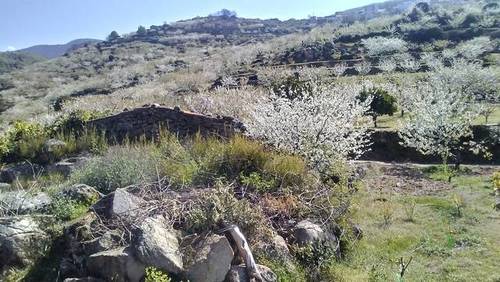 imagen 1 de Venta finca de cerezos en Valdastillas (Cáceres)