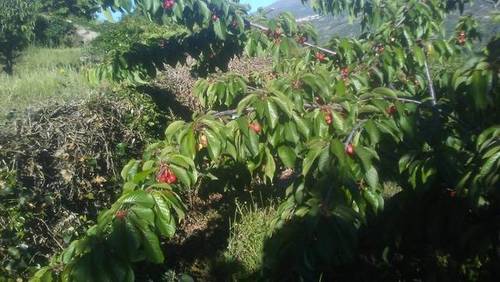 imagen 2 de Venta finca de cerezos en Valdastillas (Cáceres)