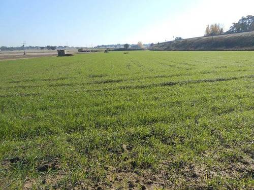 imagen 1 de Venta de fincas y parcelas en Jaraíz de la Vera (Cáceres)