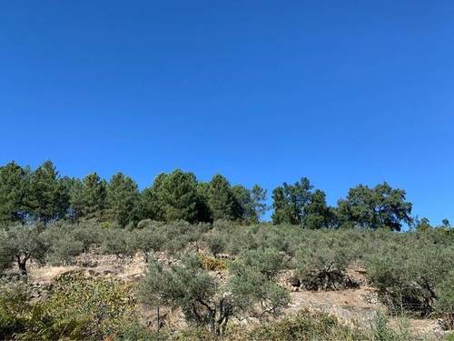 imagen 1 de Venta de olivar en Acebo (Cáceres)