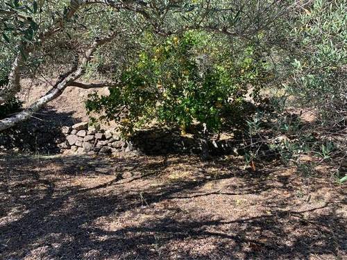 imagen 2 de Venta de olivar en Acebo (Cáceres)