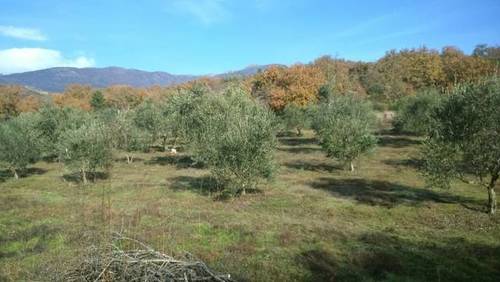 imagen 1 de Venta de finca olivar en Talaveruela de la Vera (Cáceres)
