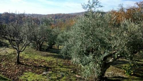 imagen 2 de Venta de finca olivar en Talaveruela de la Vera (Cáceres)