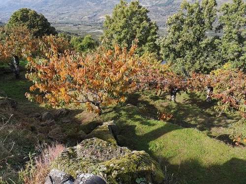 imagen 1 de Venta de linda finca en Cabrero (Cáceres)
