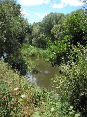 imagen 2 de Venta de huerta junto al río en Moraleja (Cáceres)
