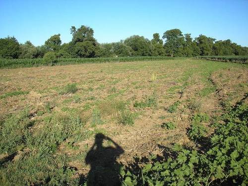 imagen 1 de Venta de huerta junto al río en Moraleja (Cáceres)