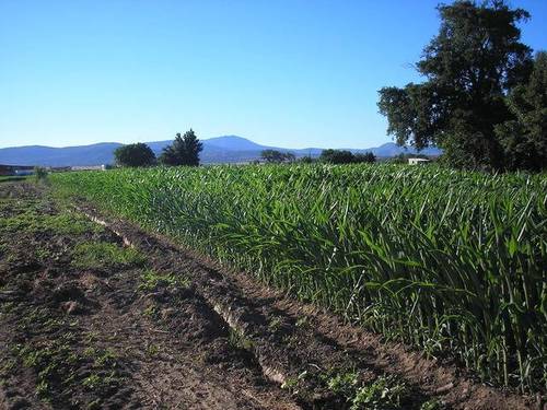 imagen 4 de Venta de huerta junto al río en Moraleja (Cáceres)