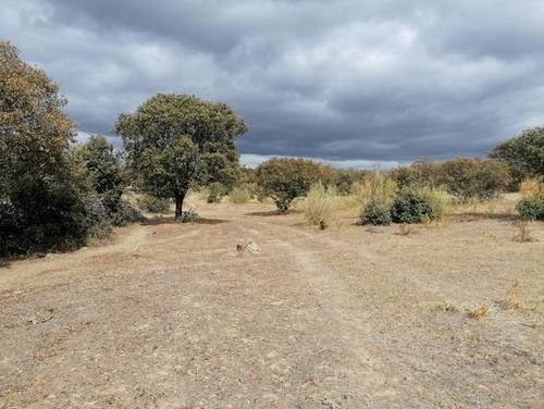 imagen 1 de Venta de preciosa finca en Miajadas (Cáceres)