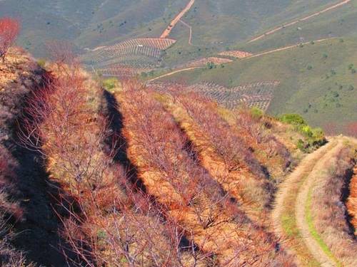 imagen 1 de Venta finca de cerezos en La Pesga (Cáceres)