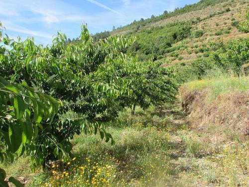 imagen 2 de Venta finca de cerezos en La Pesga (Cáceres)