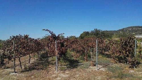 imagen 2 de Venta de  finca de frutales Arroyomolinos de la Vera (Cáceres)
