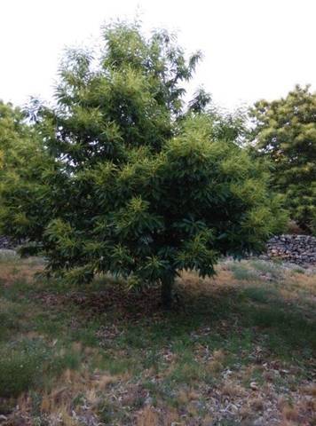 imagen 2 de Venta de parcela de castaños en Piornal (Cáceres)