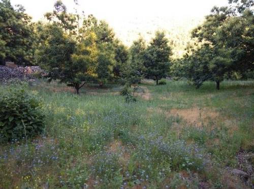 imagen 1 de Venta de parcela de castaños en Piornal (Cáceres)