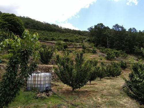 imagen 1 de Venta de finca en Los tres Cerros en Jerte (Cáceres)