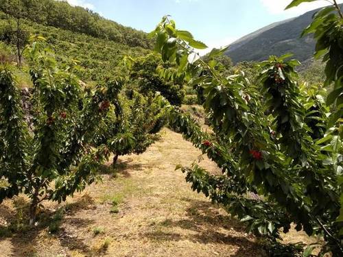 imagen 1 de Venta de finca en Los tres Cerros en Jerte (Cáceres)