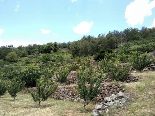 imagen 2 de Venta de finca en Los tres Cerros en Jerte (Cáceres)