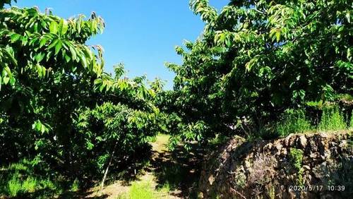 imagen 1 de Venta de finca en Valle del Jerte (Cáceres)