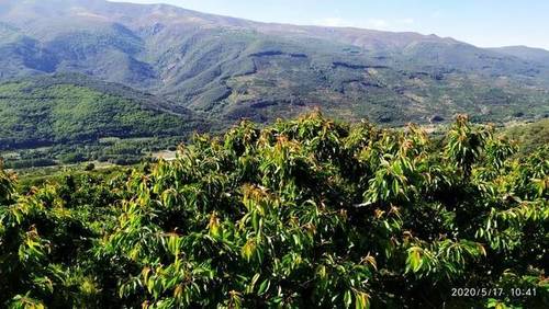imagen 2 de Venta de finca en Valle del Jerte (Cáceres)