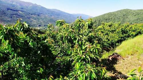 imagen 1 de Venta de finca en Valle del Jerte (Cáceres)