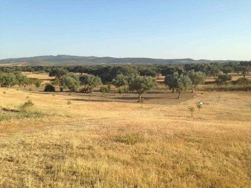 imagen 1 de Venta de encinar y olivar en Coria (Cáceres)