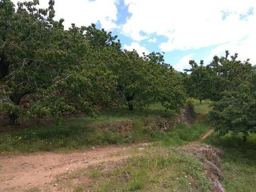 imagen 1 de Venta de finca en producción en Valle del Jerte (Cáceres)